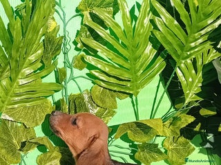 Raza Mixta perros - Anuncio 1