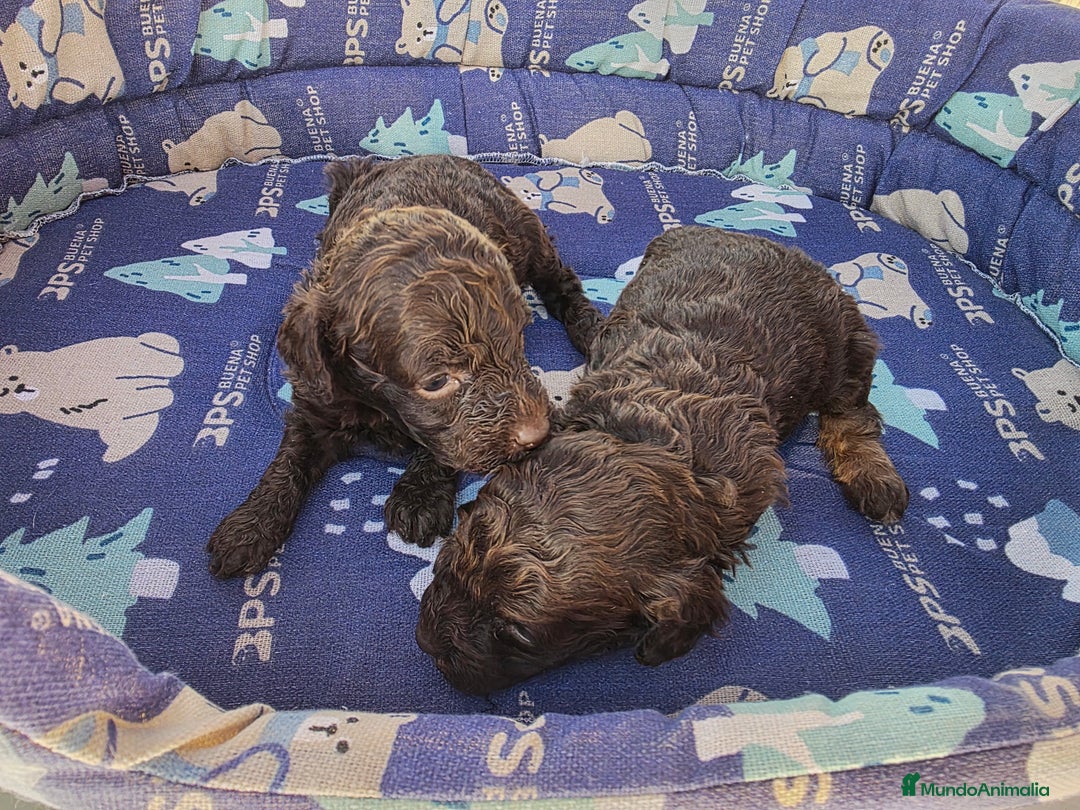 Caniche Toy perros en venta: Caniches toy chocolate - Anuncio 3