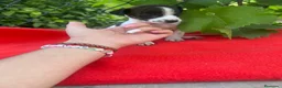 Raza Mixta perros en venta: PRECIOSOS EJEMPLARES (leer bien anuncio) - Anuncio 4