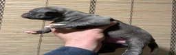 American Pit Bull Terrier perros en venta: American pitbull terrier  - Anuncio 3