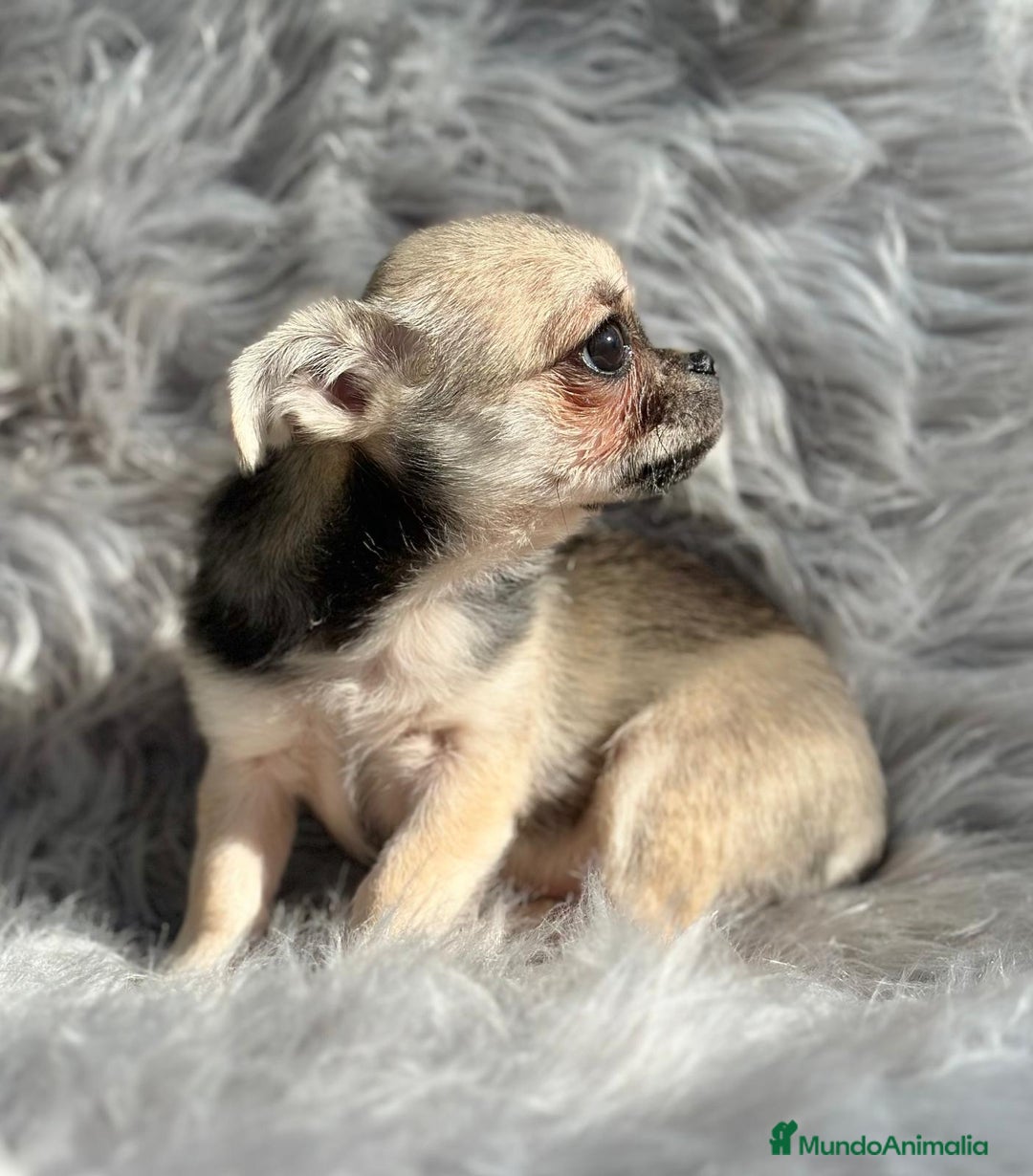 Chihuahua perros en venta: Chihuahua toy cervato  - Anuncio 5