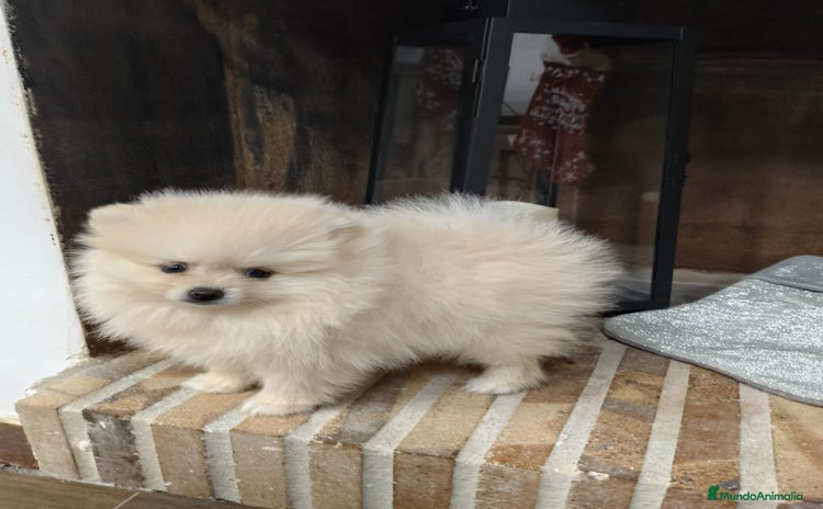 Pomerania perros - Propaganda 4