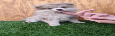 Spitz pequeño - Kleinspitz 1