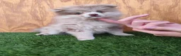 Spitz pequeño - Kleinspitz perros en venta: Spitz pequeño  - Anuncio 3