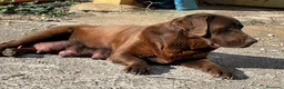 Labrador Retriever perros en venta: cachorros de labrador retriever  - Anuncio 2