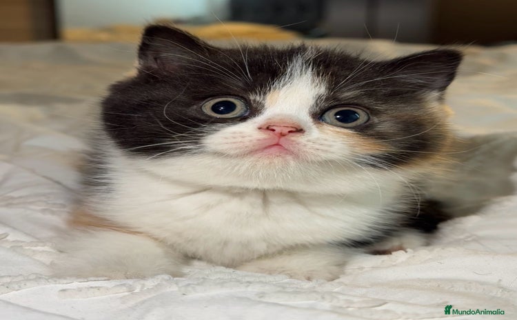 Británico de Pelo Corto gatos - Anuncio 7