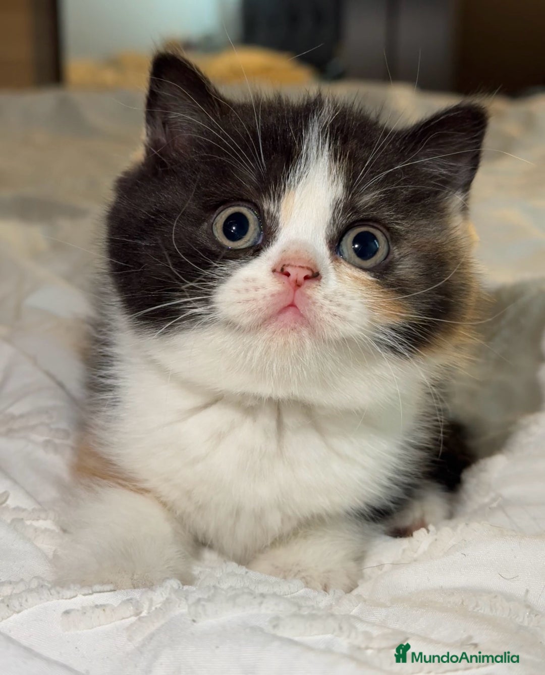 Británico de Pelo Corto gatos en venta: cachorro British  - Imagen 1
