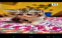 Persa gatos en venta: Gatos Persa - Imagen 1