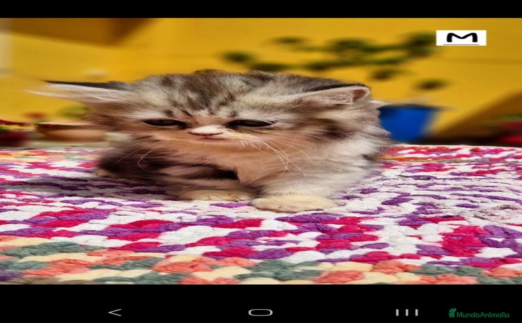 Persa gatos - Anuncio 1