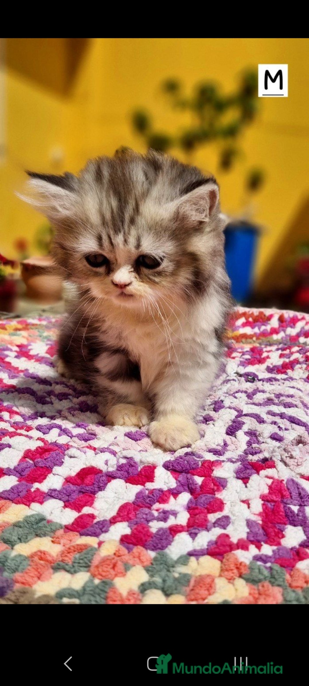 Persa gatos en venta: Gatos Persa - Imagen 1