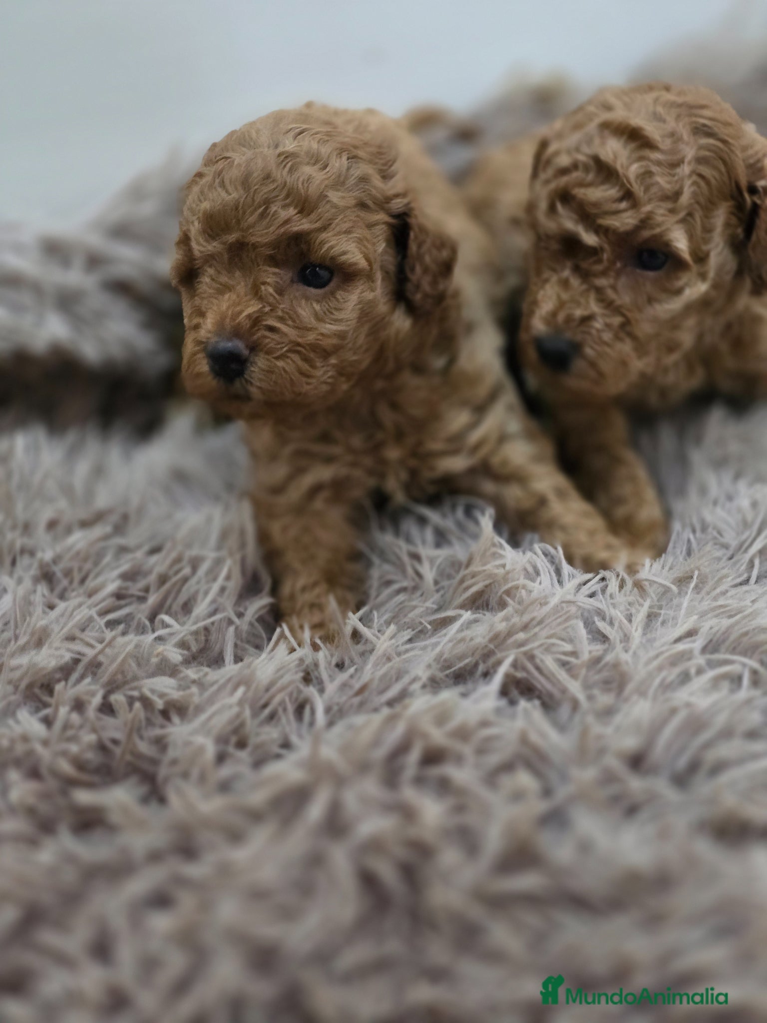 Caniche Toy perros en venta: Caniche toy macho  - Anuncio 3