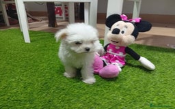 Bichón Maltés perros en venta: PRECIOSA BICHON MALTES MINI TOY - Imagen 2