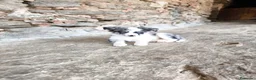 Border Collie perros en venta: Cachorros border collie blue merle! - Anuncio 3