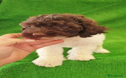 Perro de Agua Español perros en venta: Perro Aguas Español  - Imagen 3
