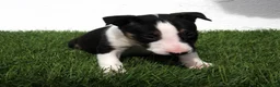 Bull Terrier perros en venta: Bull Terrier  - Anuncio 24