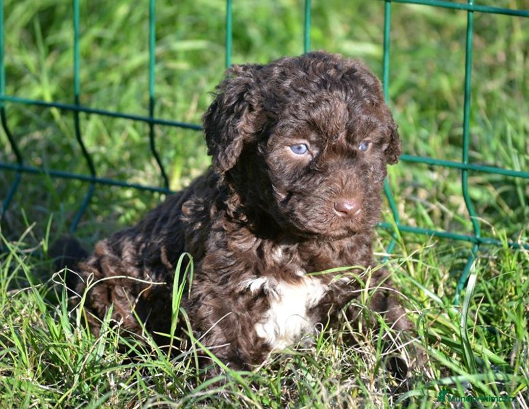 Perro de Agua Español perros en venta: Camada perro de agua español  - Anuncio 6