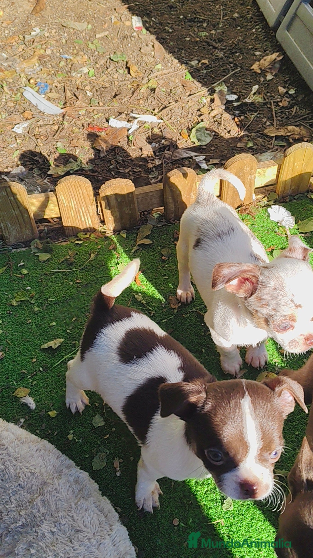 Chihuahua perros en venta: Chihuahua Toy  - Anuncio 3