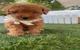 Caniche Toy perros en venta: CANICHE TOY  - Imagen 15
