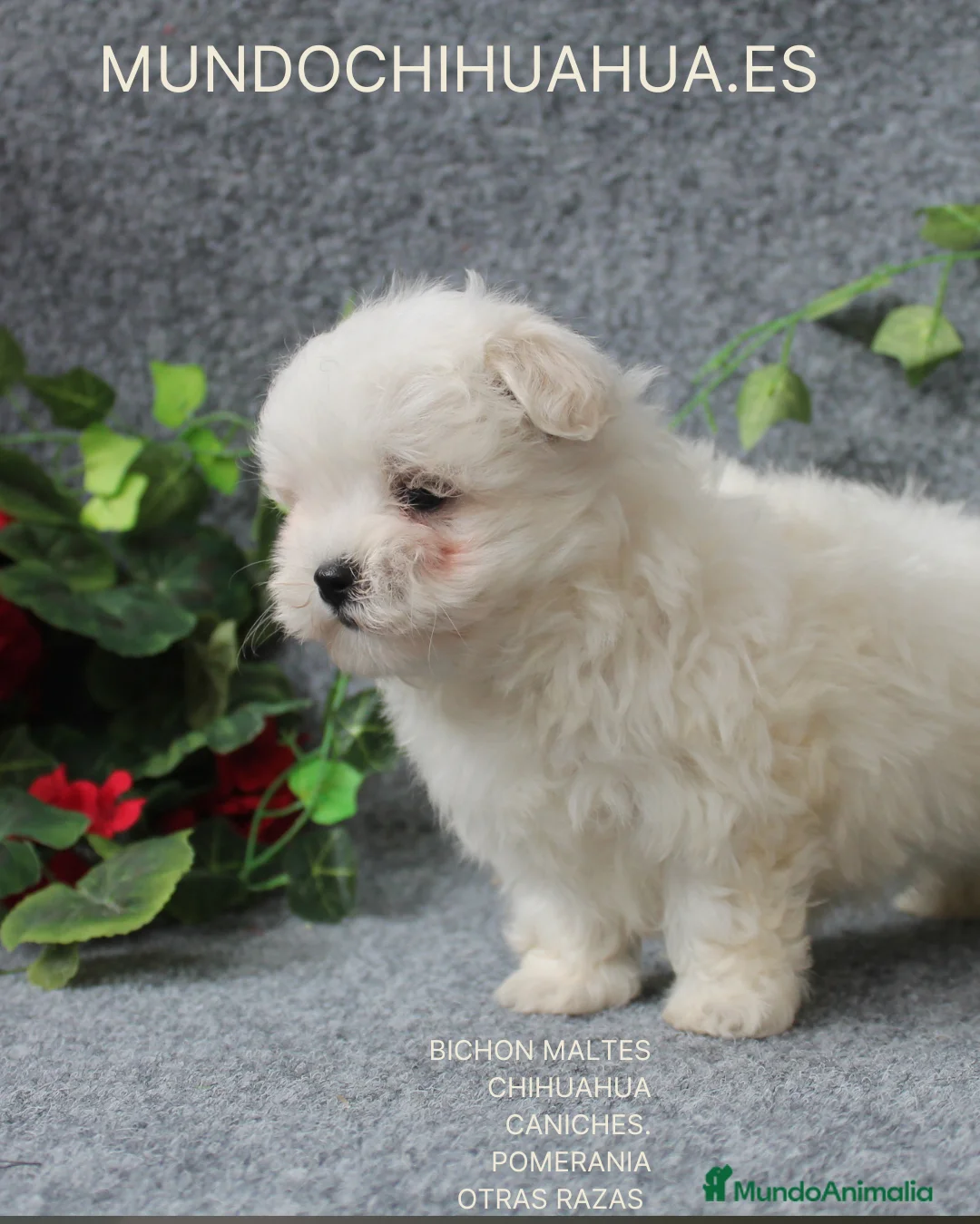 Bichón Maltés perros en venta: IMPRECIONANTES CACHORRITOS DE BICHON MALTES - Anuncio 2