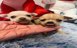 Chihuahua perros en venta: Chihuahuas miniaturas  - Anuncio 1