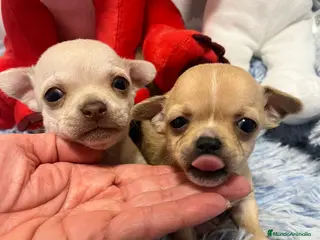 Chihuahua perros Chihuahuas miniaturas - Anuncio 33