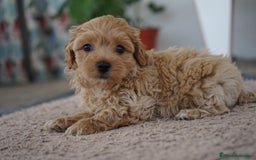 Maltipoo perros en venta: 🐾 LAMBO & SANI, Maltipoo ✨ - Imagen 3