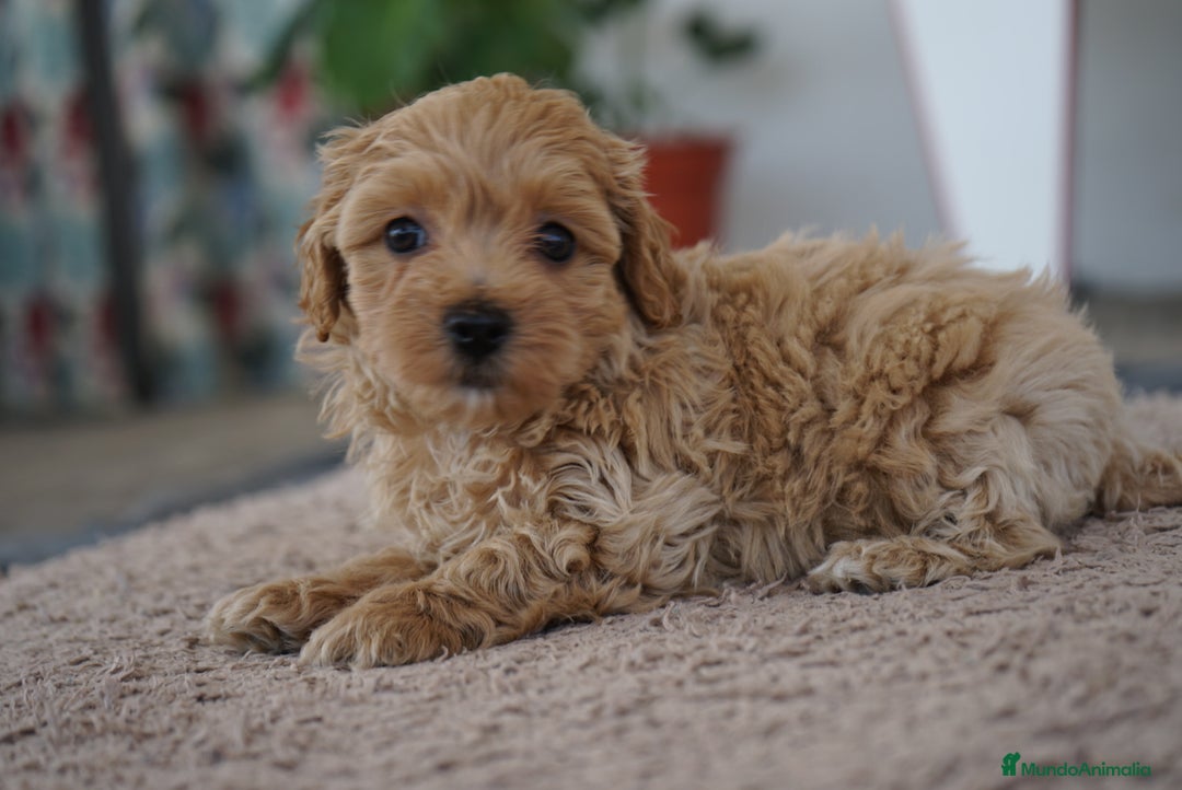 Maltipoo perros en venta: 🐾 LAMBO & SANI, Maltipoo ✨ - Imagen 3
