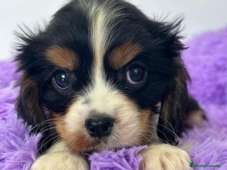 Cavalier King Charles Spaniel perros - Anuncio 8