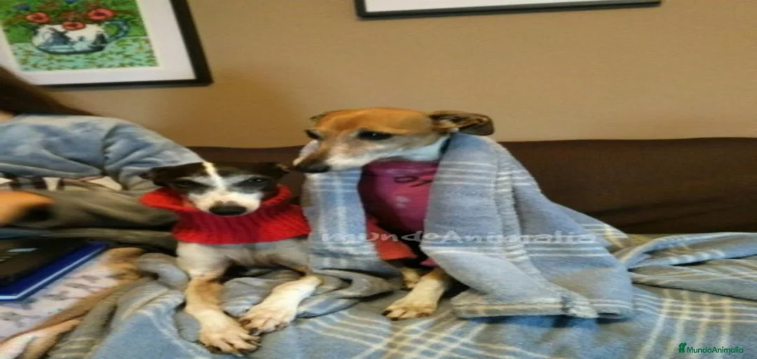 Imagen de galería {{count}}