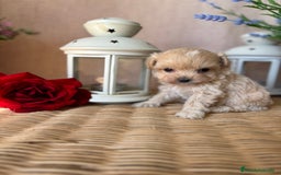 Maltipoo perros en venta: Maltipoo  tacita de té (hembra disponible) - Imagen 7