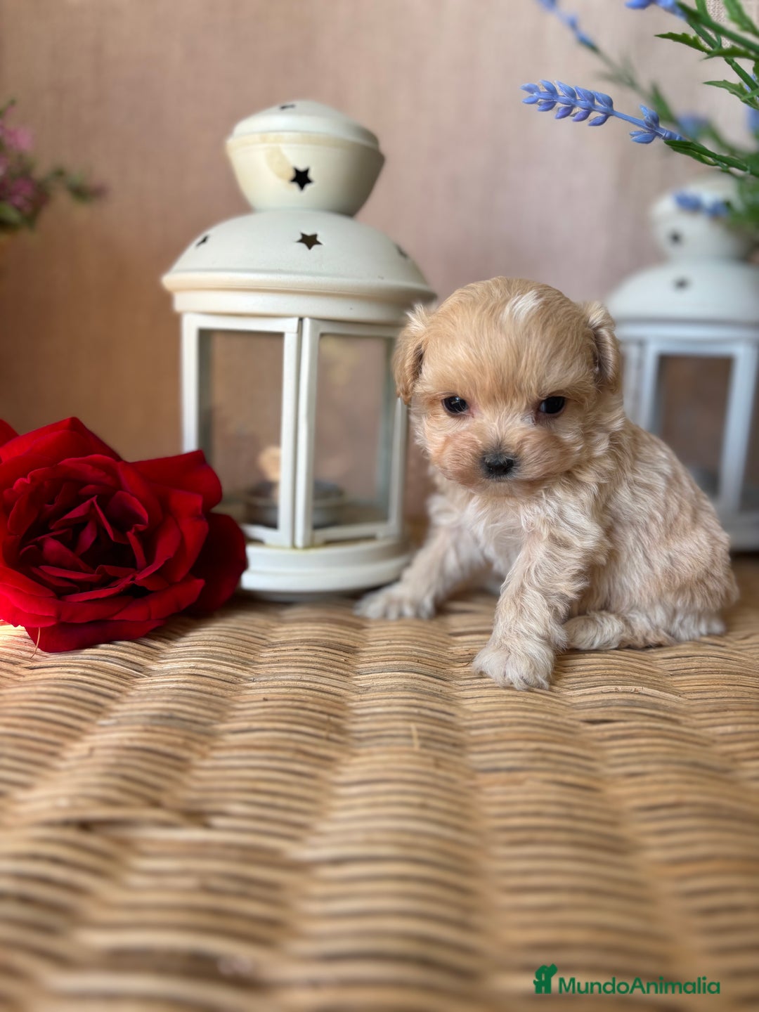 Maltipoo perros en venta: Maltipoo  tacita de té (hembra disponible) - Imagen 7