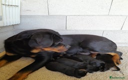 Rottweiler perros en venta: Bebés Rottweiler  - Imagen 3
