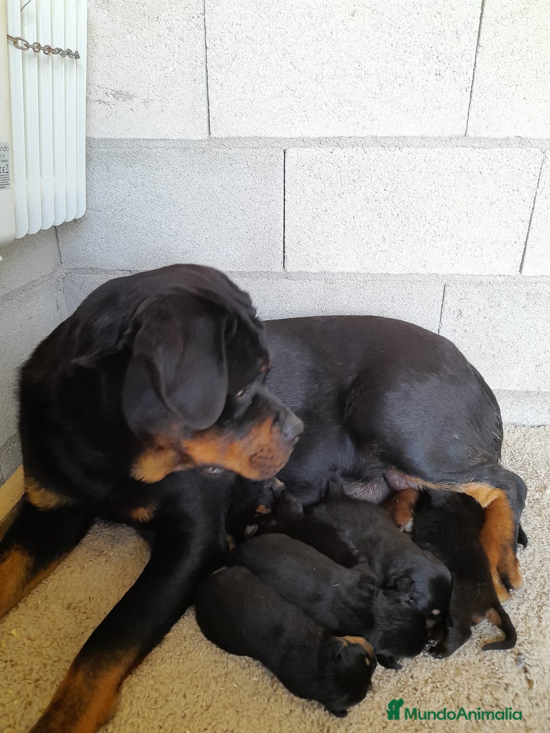 Rottweiler perros en venta: Bebés Rottweiler  - Imagen 3