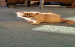 Persa gatos en venta: Gatos persa - Imagen 3