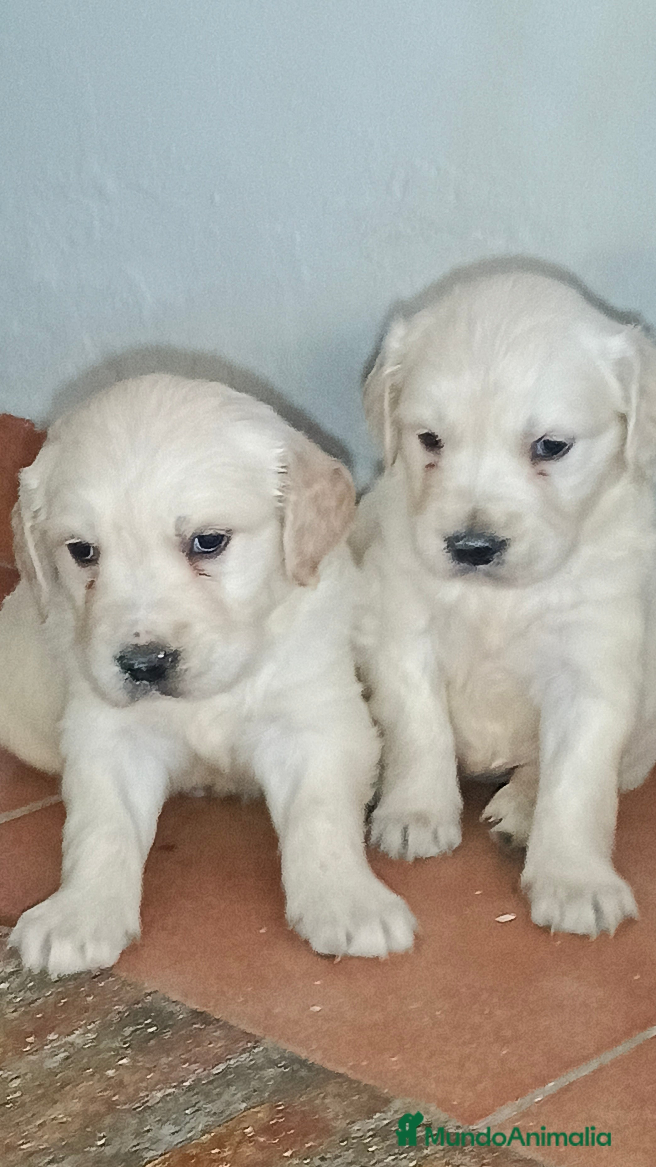 Golden Retriever perros Golden Retriever disponible  en Cádiz - Anuncio 1