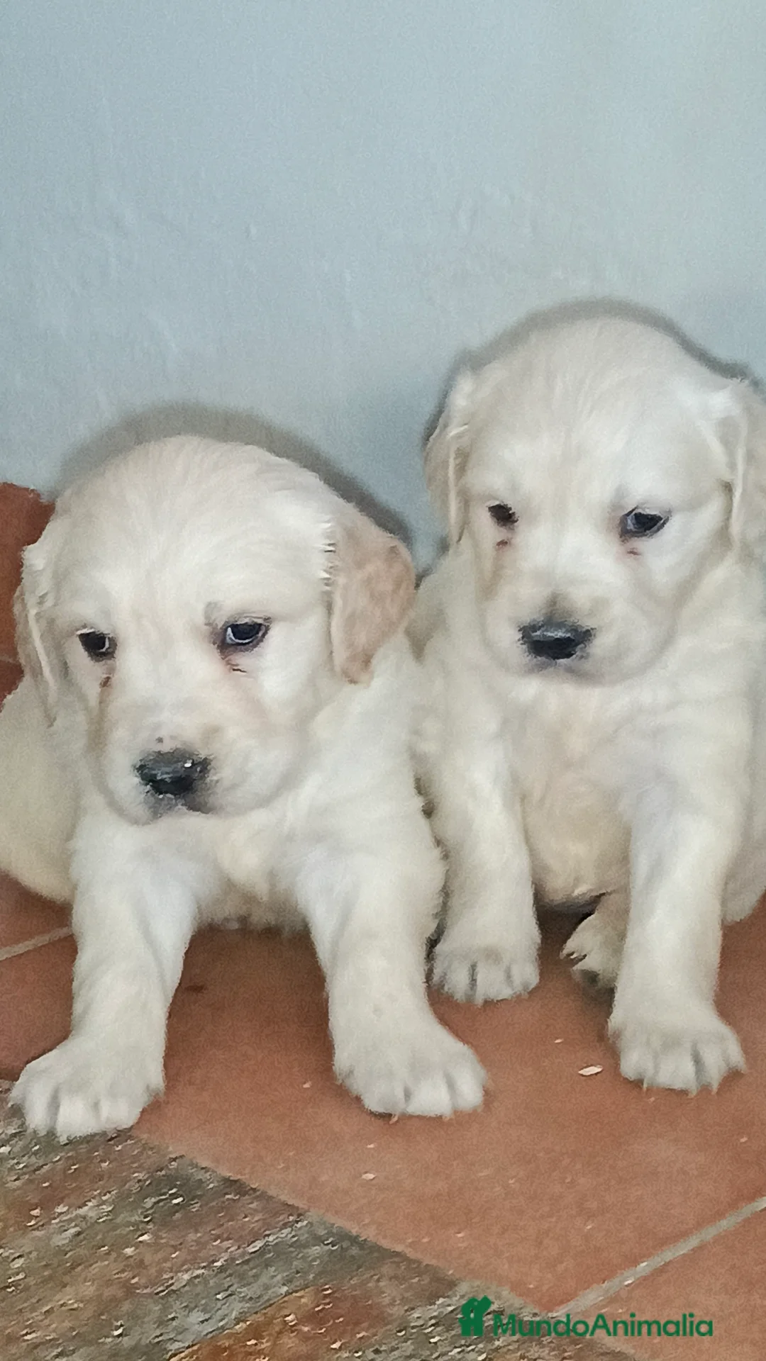 Golden Retriever perros en venta: Golden Retriever disponible  en Cádiz - Anuncio 1