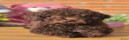 Perro de Agua Español perros en venta: Perro de aguas - Anuncio 2
