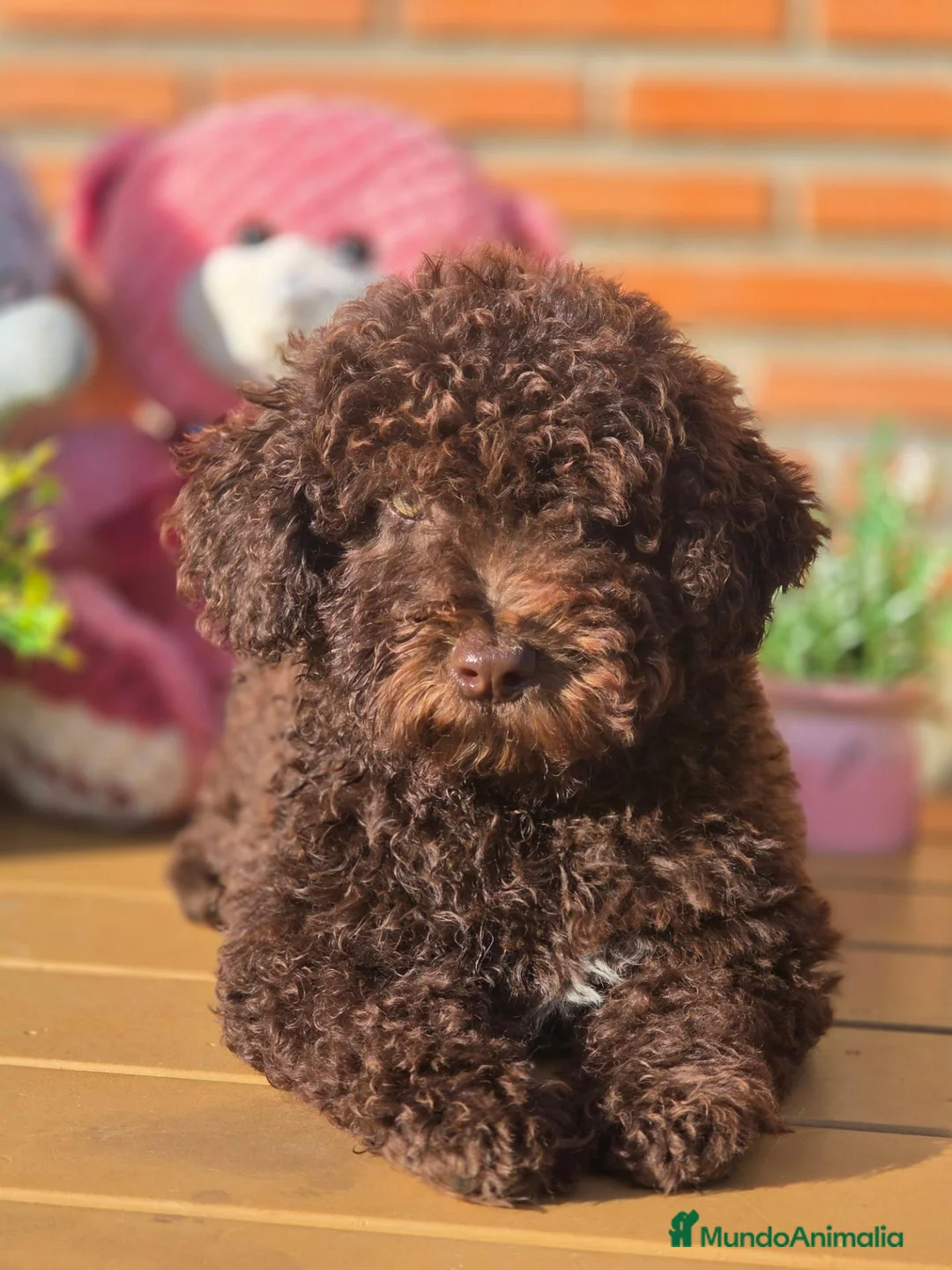 Perro de Agua Español perros en venta: Perro de aguas - Anuncio 2