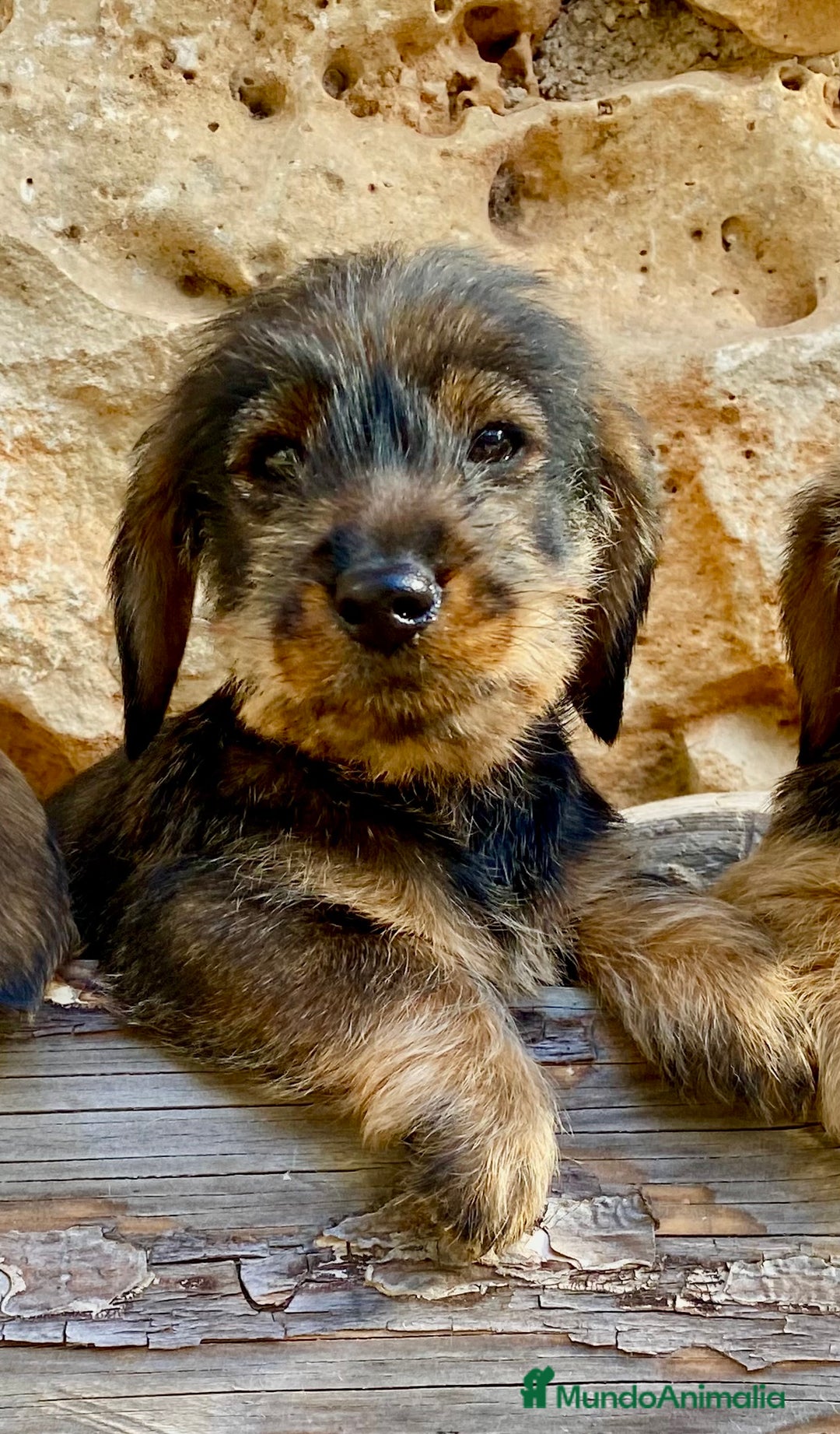 Teckel Miniatura perros en venta: TECKEL KANINCHEN (el más pequeño) MAGNIFICOS - Anuncio 7