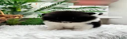Pomerania perros en venta: POMERANIA - Anuncio 9