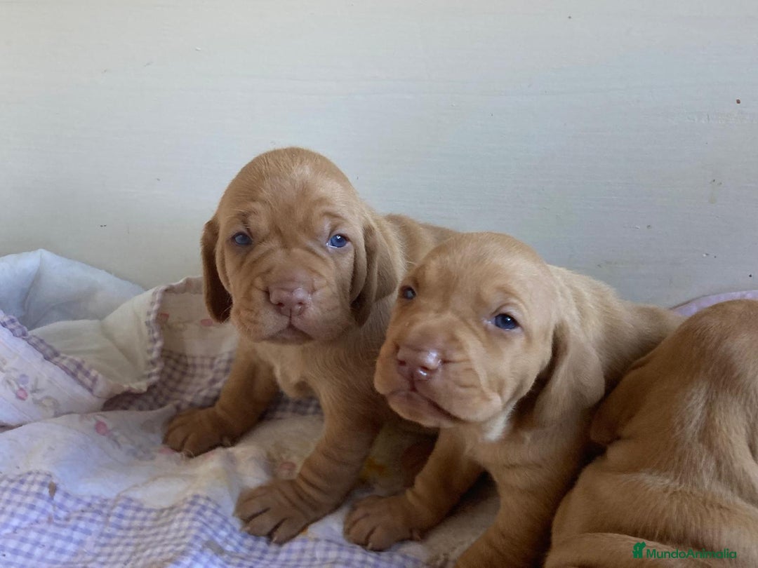 Braco Húngaro de Pelo Corto perros en venta: Cachorros de Braco Húngaro (Vizsla) — Criador aut. - Imagen 1