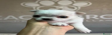 Chihuahua 3