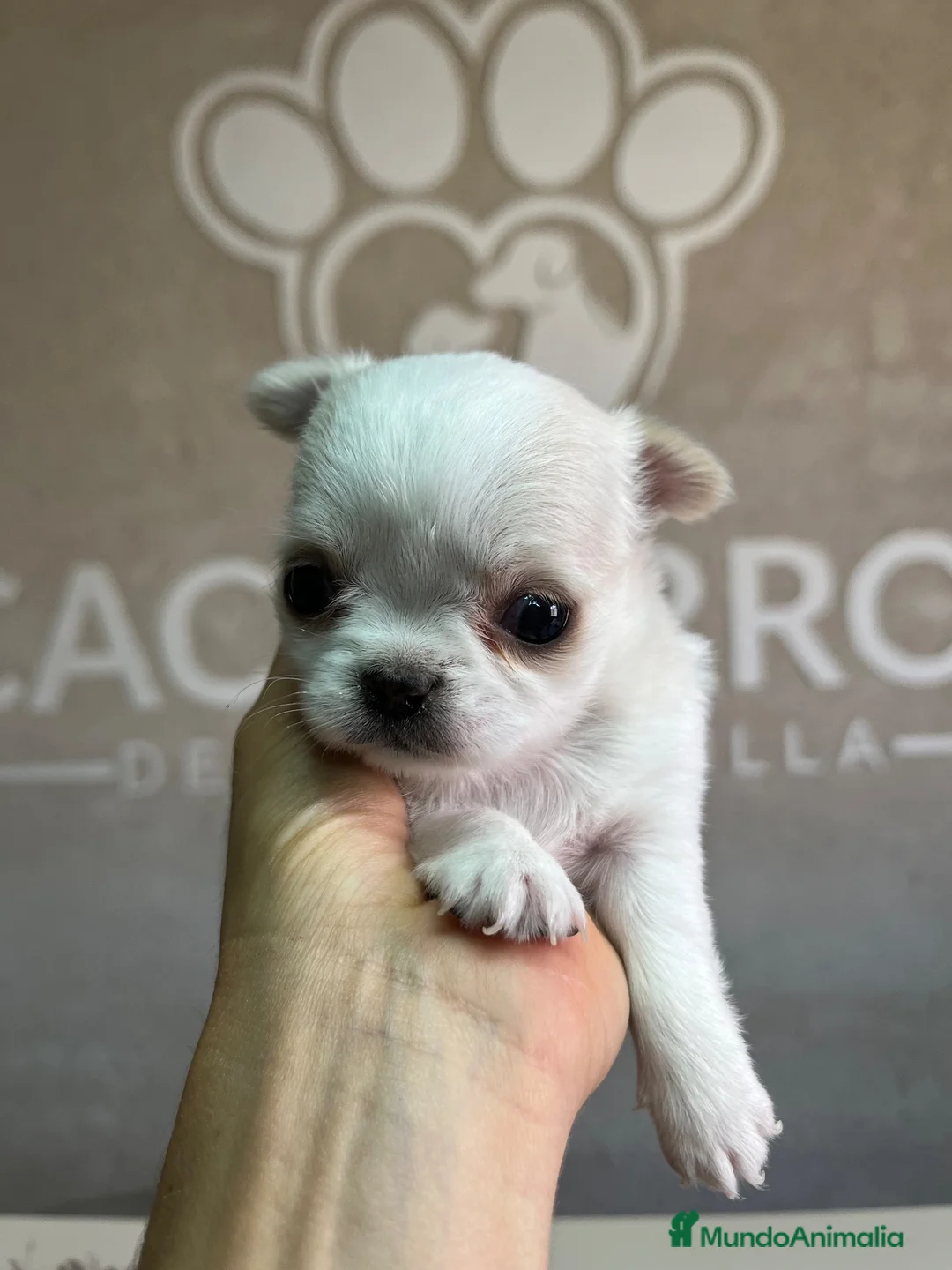 Chihuahua perros en venta: Chihuahua pelo largo  - Anuncio 2