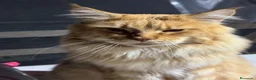 Maine Coon gatos en venta: Preciosa camada de cachorros Maine coon  - Anuncio 4