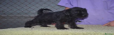 Schnauzer Miniatura 1