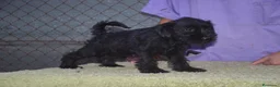Schnauzer Miniatura perros en venta: Schnauzer miniatura negro - Anuncio 2