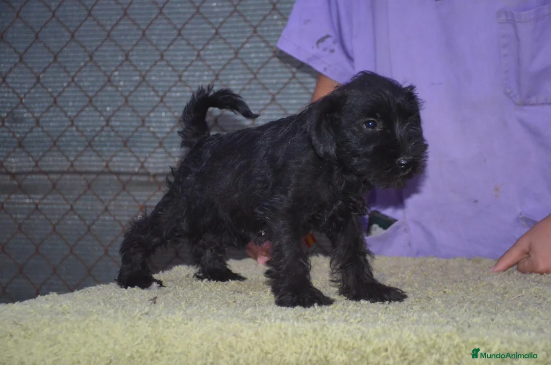 Schnauzer Miniatura perros en venta: Schnauzer miniatura negro - Anuncio 2