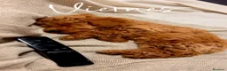Caniche Toy perros en venta: caniche  - Anuncio 3