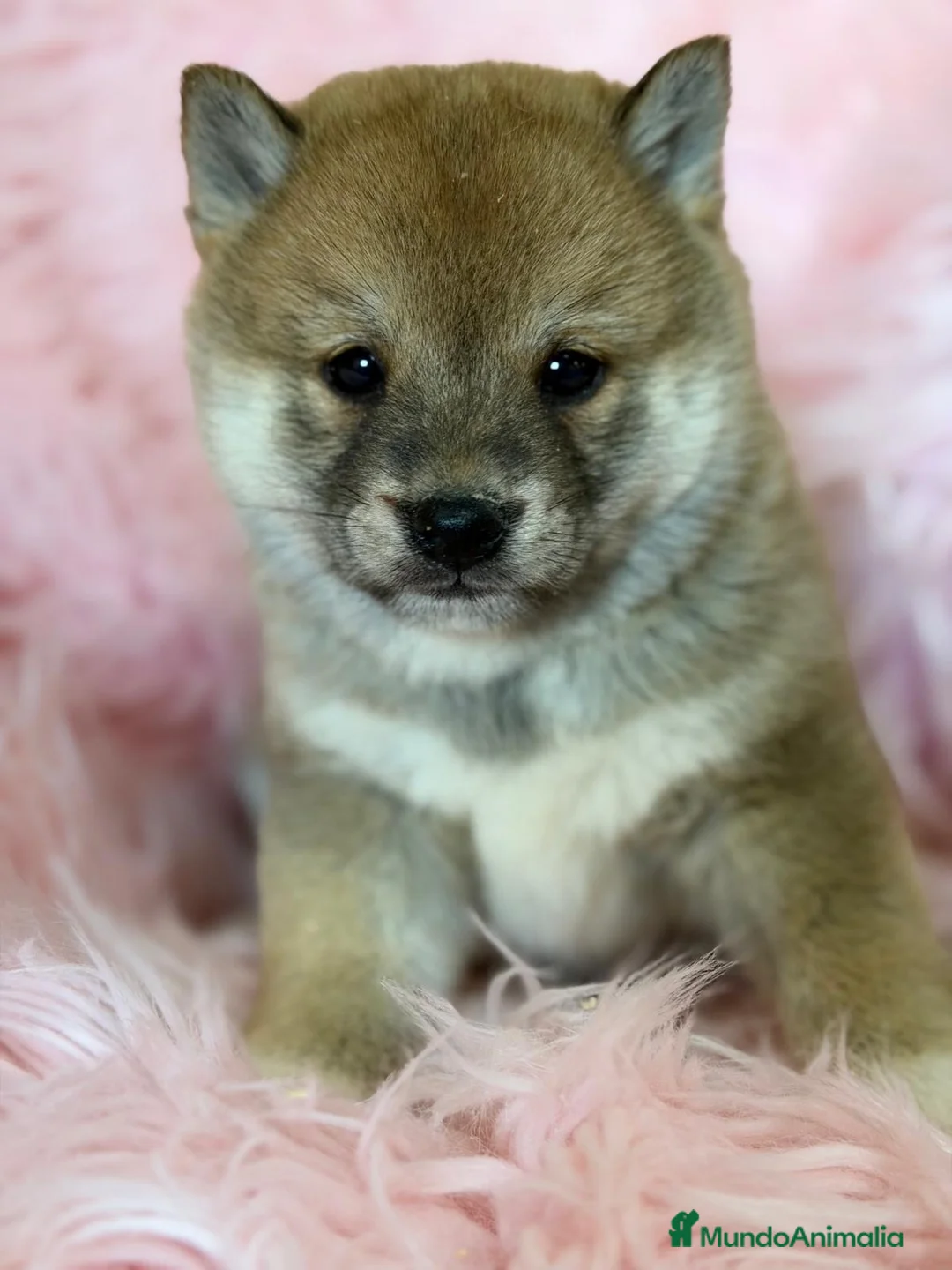 Shiba Inu perros en venta: SHIBA INU DISPONIBLES - Anuncio 1