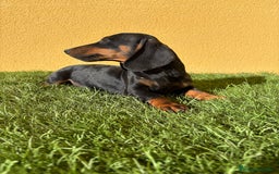 Teckel Miniatura perros en venta: macho teckel miniatura negro fuego  - Imagen 5